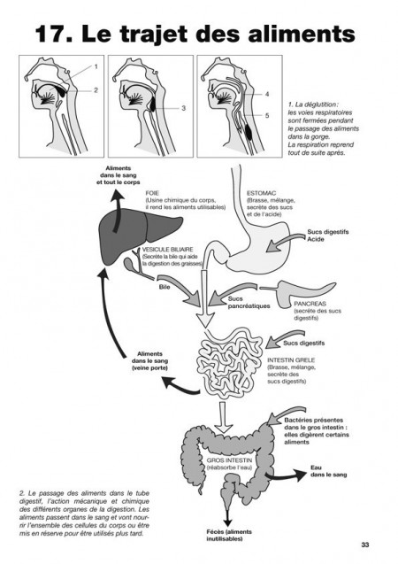 Biologie humaine